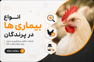 انواع بیماری‌های پرندگان و طیور؛ علائم، راه‌های پیشگیری و کنترل